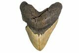 Fossil Megalodon Tooth - + Foot Prehistoric Shark #147789-1